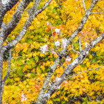 冬に桜を見たことありますか？冬桜と紅葉の群馬県藤岡市の桜山公園。